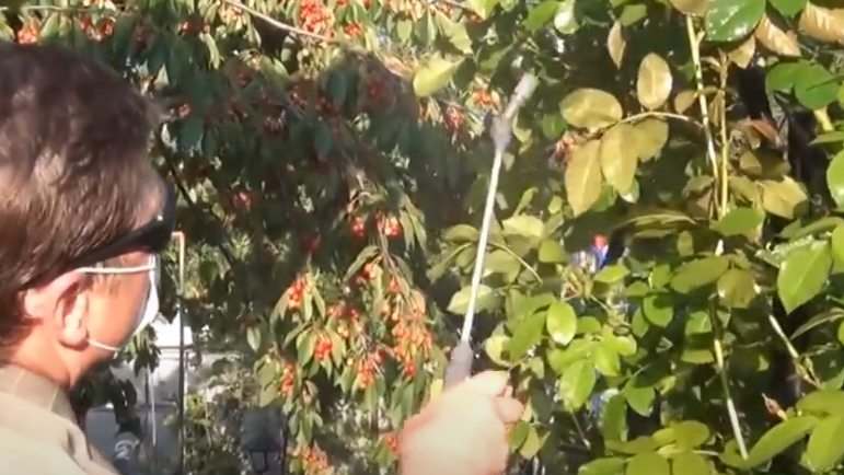 Еще один вариант — угостить тлю острым перцем. Нужен именно стручковый, причем желательно свежий. Берем 100 грамм перца на два литра воды и кипятим в течение часа.