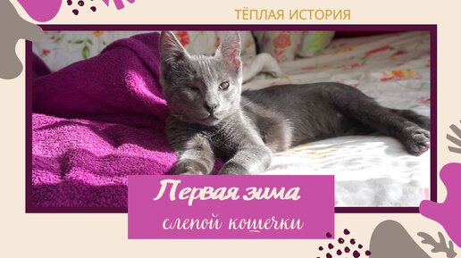 Первая зима слепого котенка в уюте и тепле