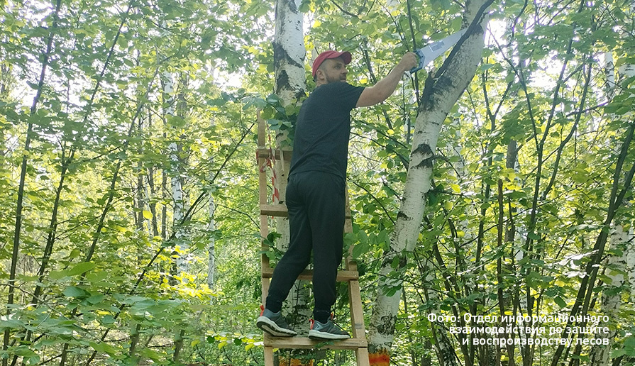 Ловушки для непарного шелкопряда. Против шелкопряда. Кладка яиц непарного шелкопряда. Шелкопряд краснодарский край. Шелкопряд в башкирии.