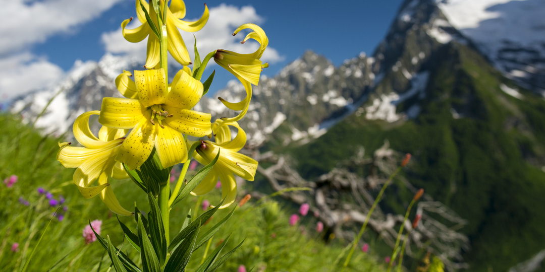 Карачаево-Черкесия или Кабардино-Балкария?