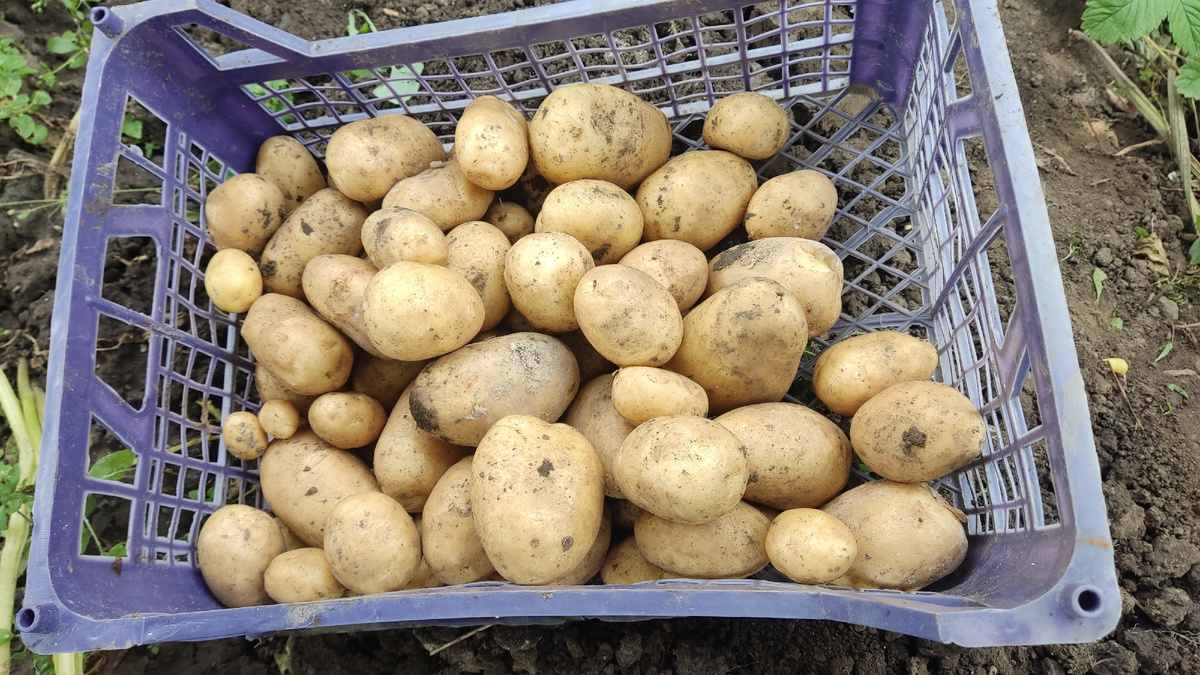Сорт "Импало". Также в активе: "Белла Роза", "Самородок", Жуковский ранний", "Заря", "Голубой Дунай", "Цыганка", "Пикассо", Красная звезда", "Иван да Шура", "Бафана".