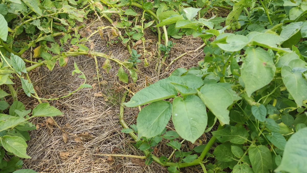 Выращивание картофеля под травяной подушкой