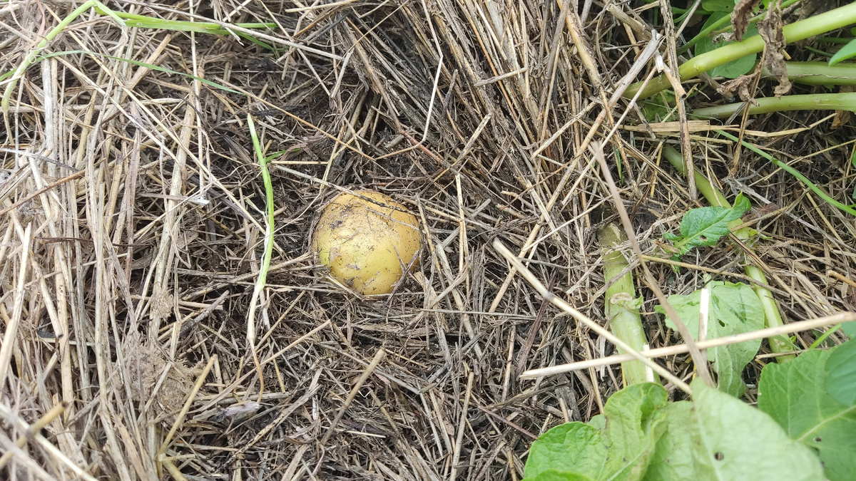 Клубни формируются прямо под слоем соломы