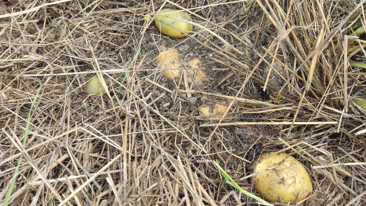 После отбора крупных клубней куст продолжит расти и формировать новые