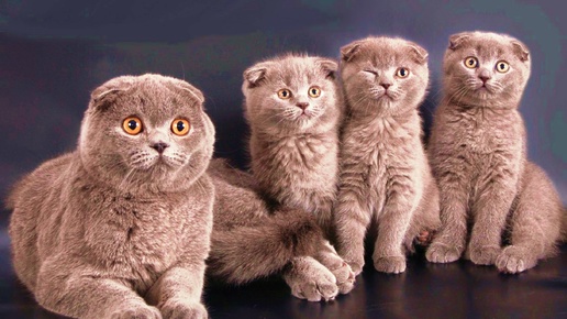 Скуфолд это