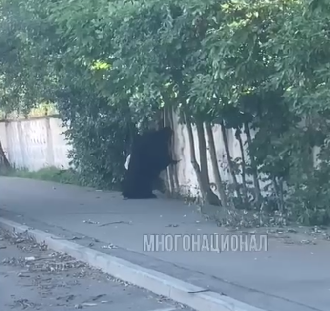 скриншот тг-канал "Многонационал".