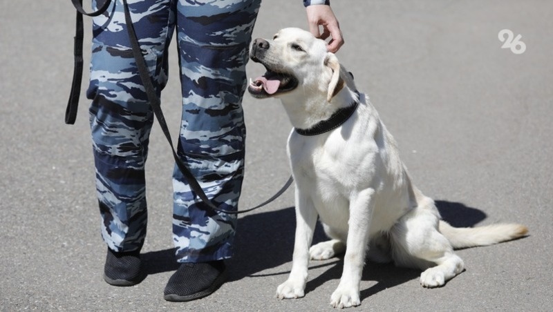      Фото: ИА «Победа26»