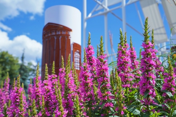     Клумба Ивановской области на выставке «Россия» признана одной из лучших