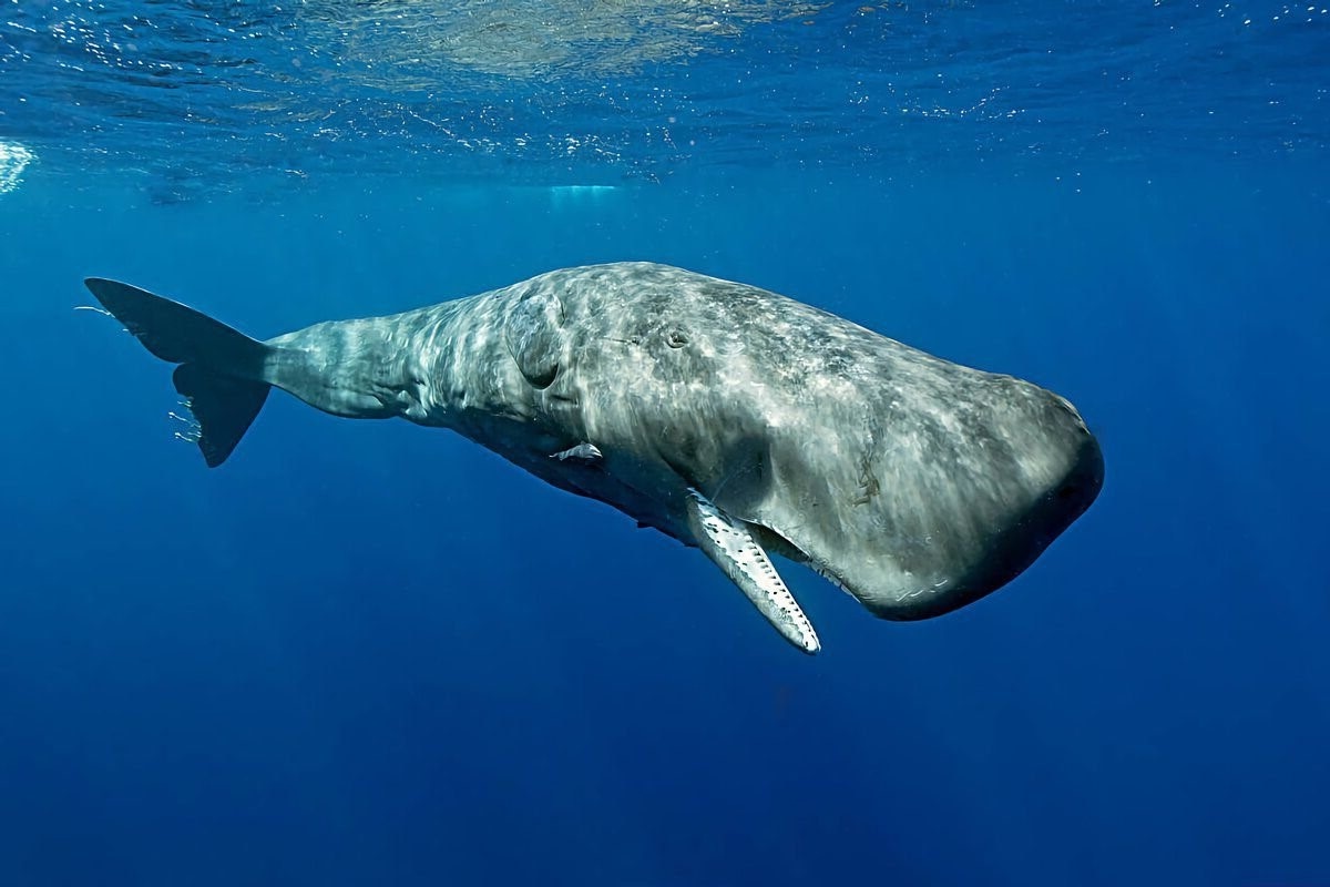 Кашалот в своей стихии