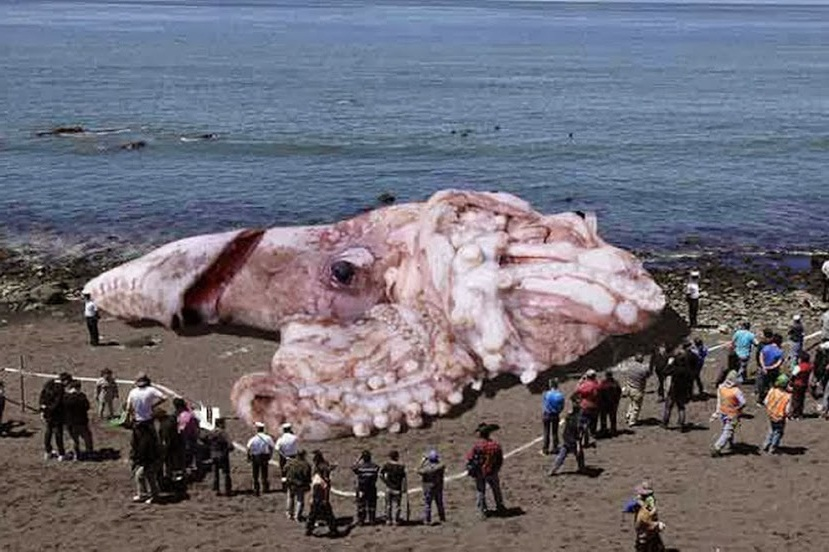 Гигантский кальмар. Фото из открытых источников.