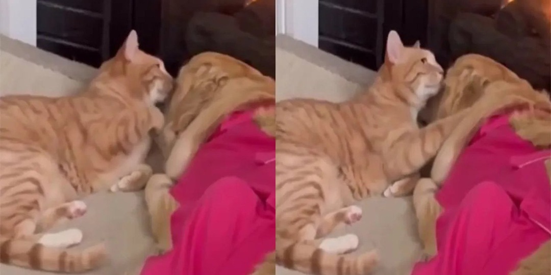 Рыжий кот поддержал собаку после операции и умилил Сеть