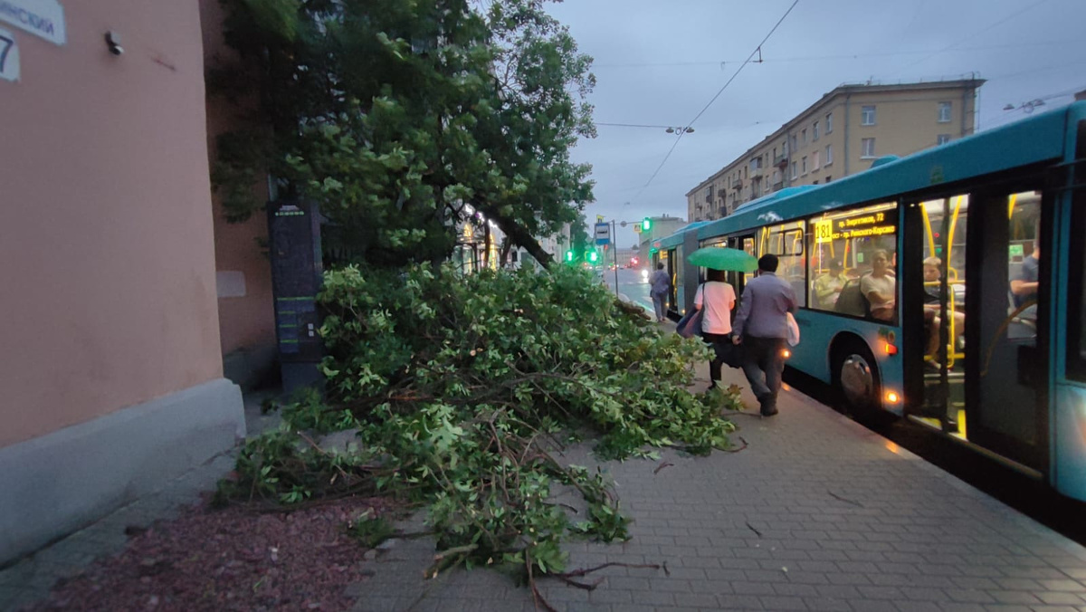 Серия сильнейших штормов повалила в <b>Петербурге</b> почти 600 деревьев за неделю...