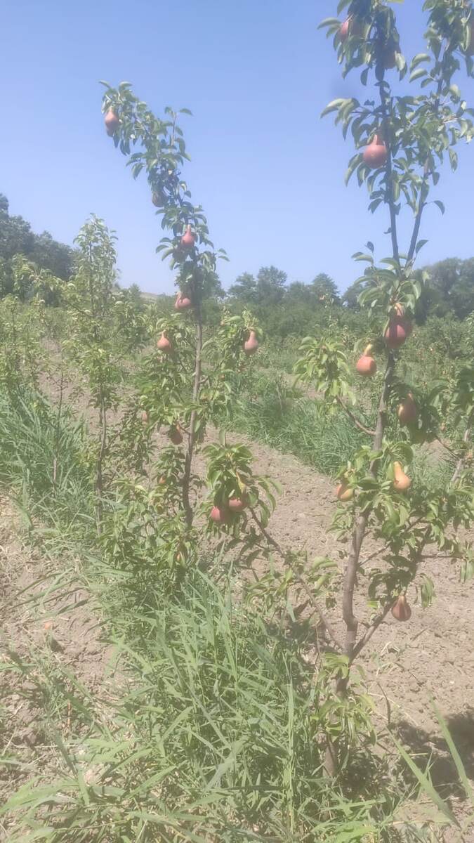 Молодые яблоневые сады подросли и дают с 1 гектара 45 т
В этом году должен быть хороший урожай груш
