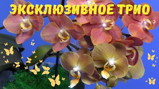 Знаменитое орхидейное трио фаленопсисов 