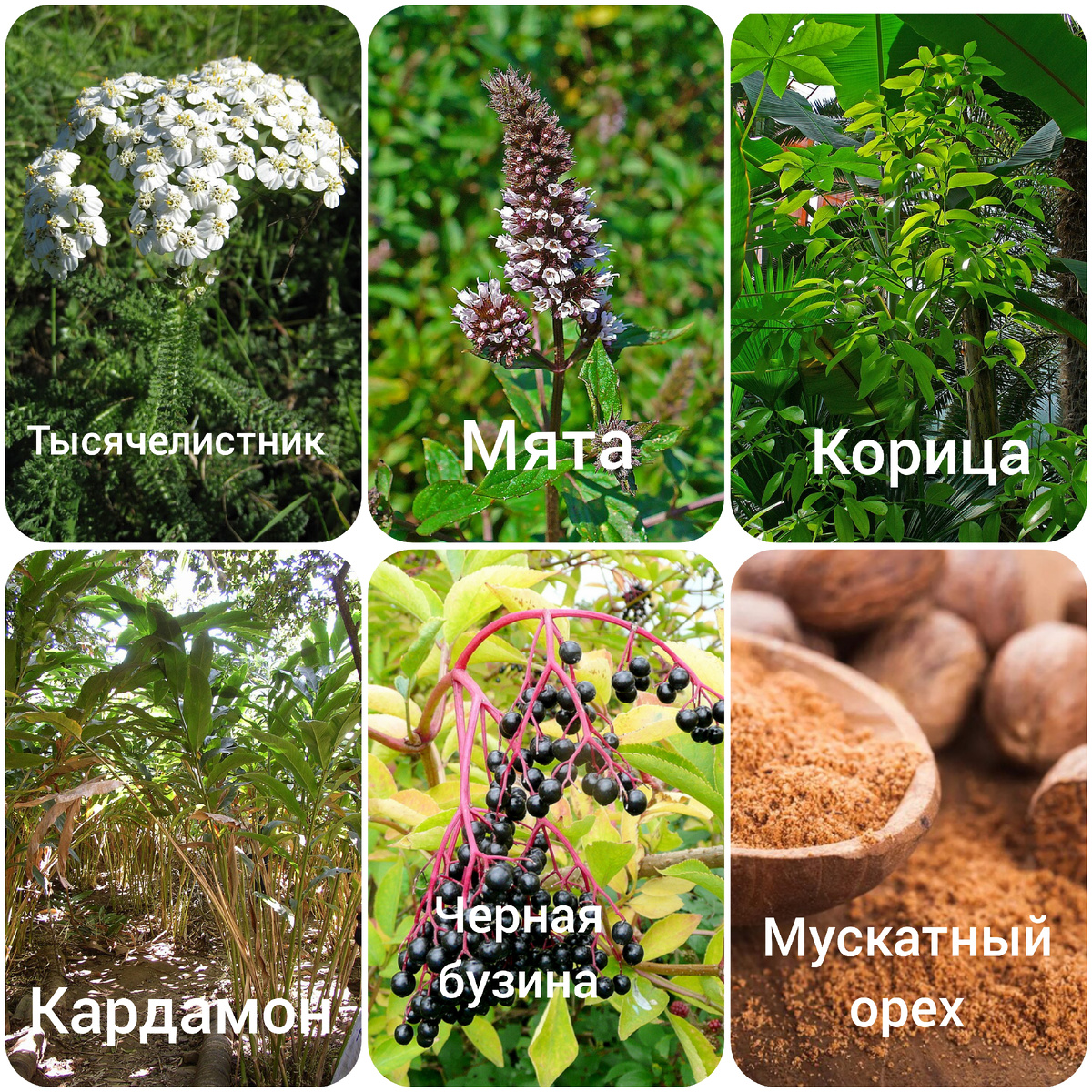 Коллаж от автора, фото из интернета 