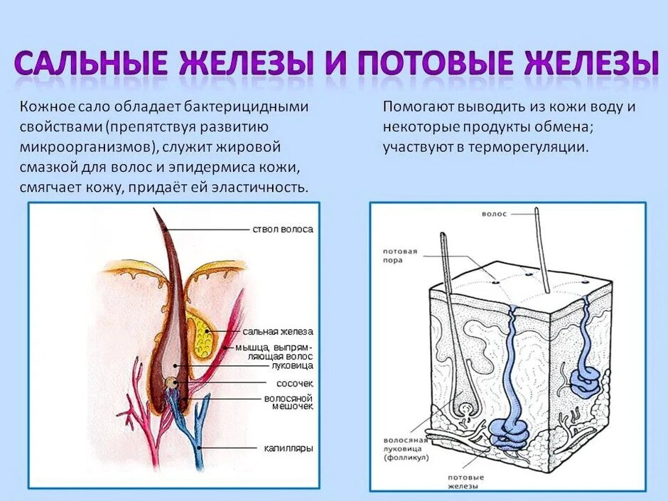 На поверхности наших пальцев и ладоней можно увидеть множество тонких линий, называемых эпидермальными гребнями.