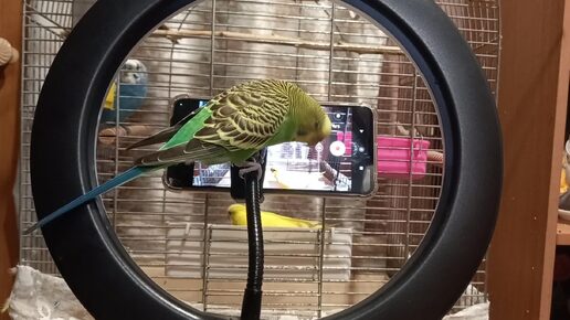 Прикол с волнистым попугаем. Уж очень любит телефон. Прирождённый видеооператор 🦜😁