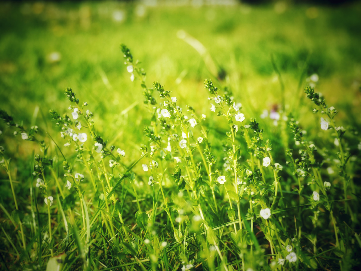 Знакомьтесь - Вероника!