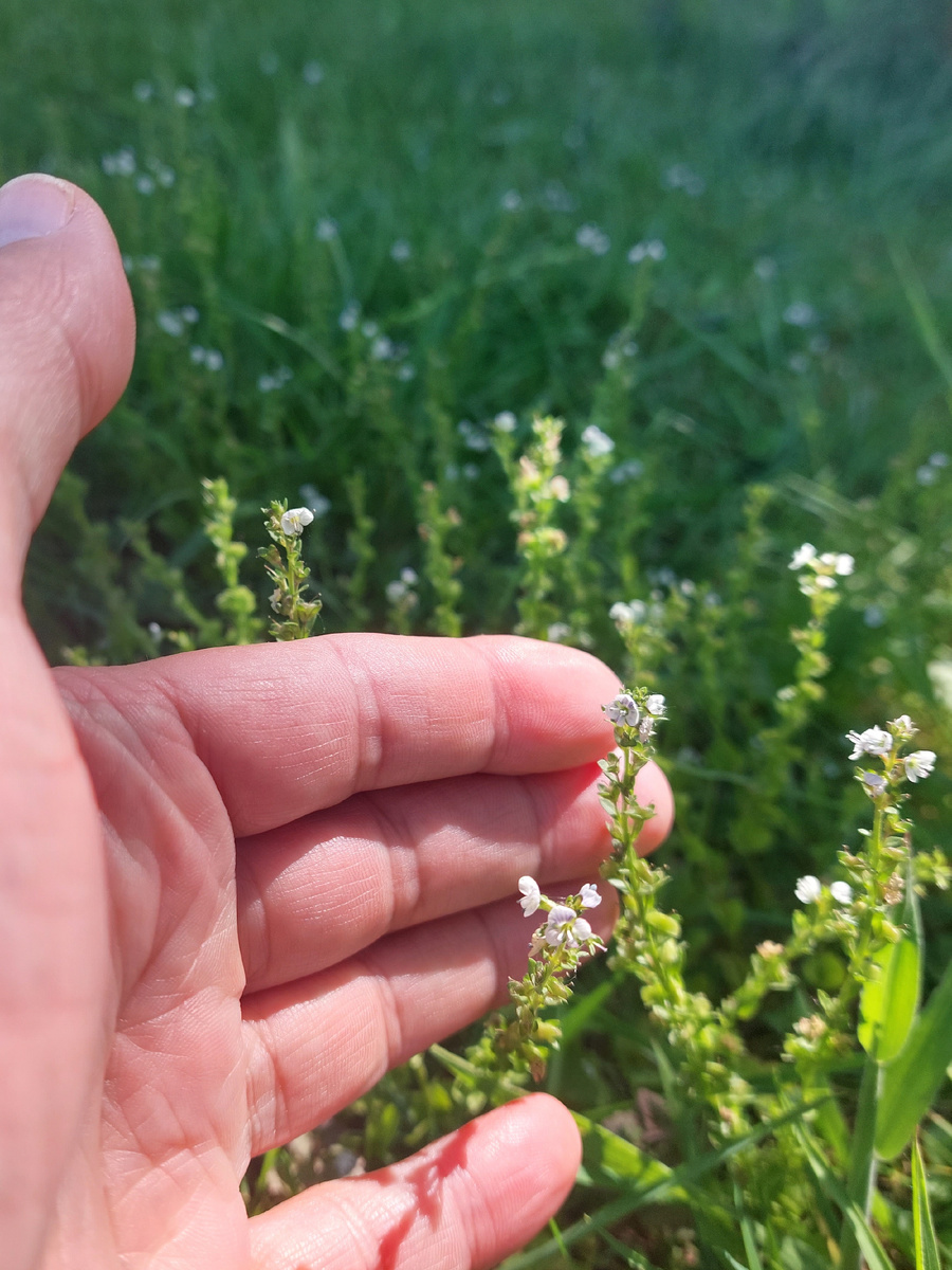 Знакомьтесь - Вероника!