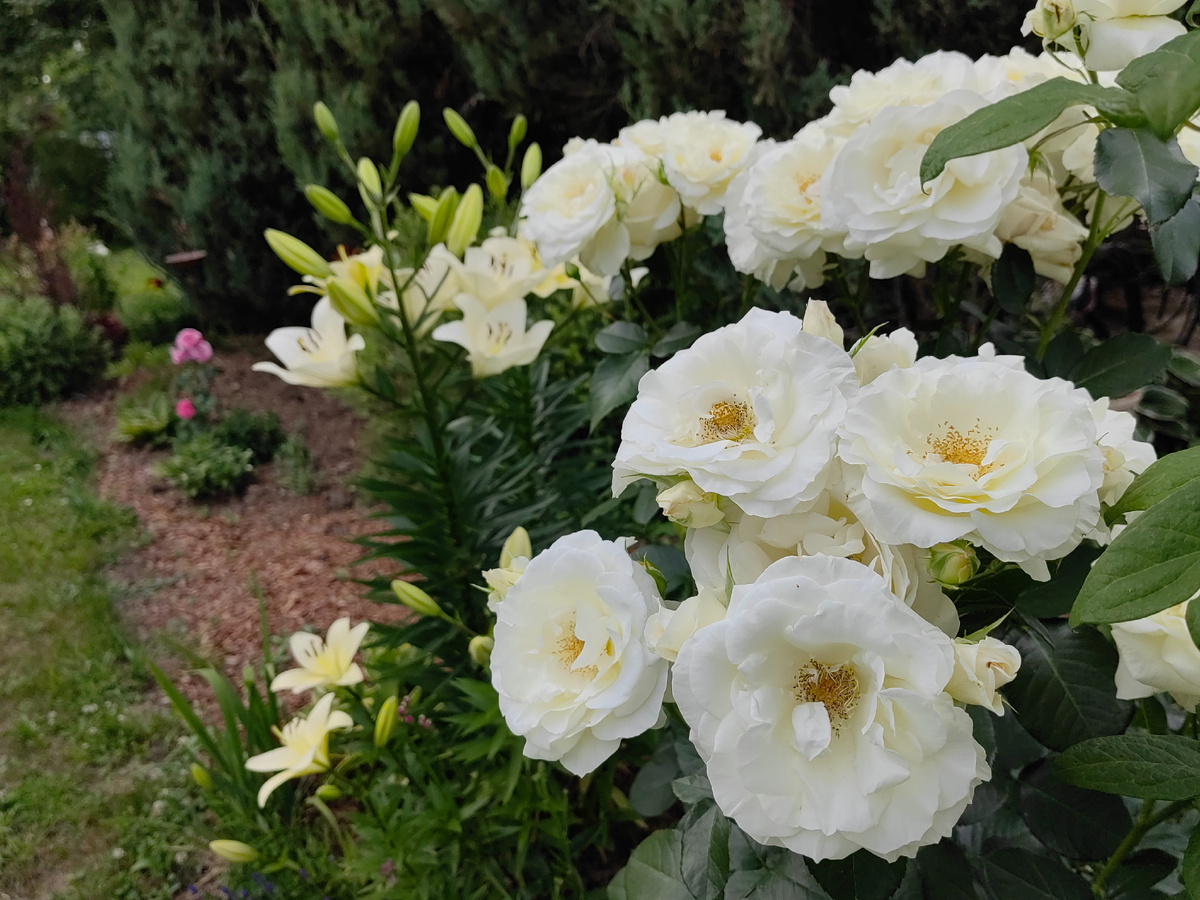 Роза Шнеевальцер .