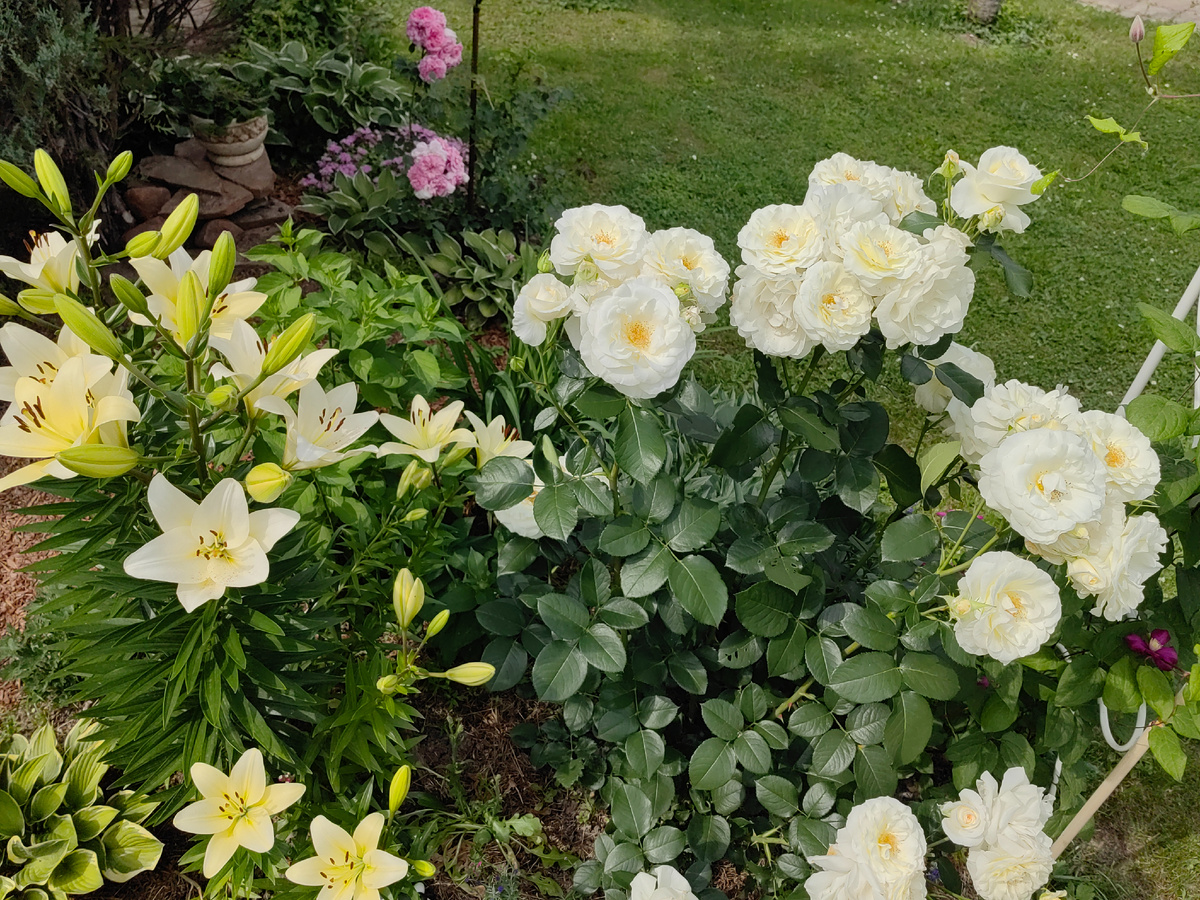 Роза Шнеевальцер в паре с лилиями одной окраски.