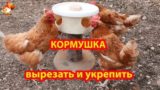 Кормушка для кур Грибок из полешка и ведра просто вырезать и укрепить 🪚🪛🔨 Пошаговая инструкция как сделать своими руками 😂