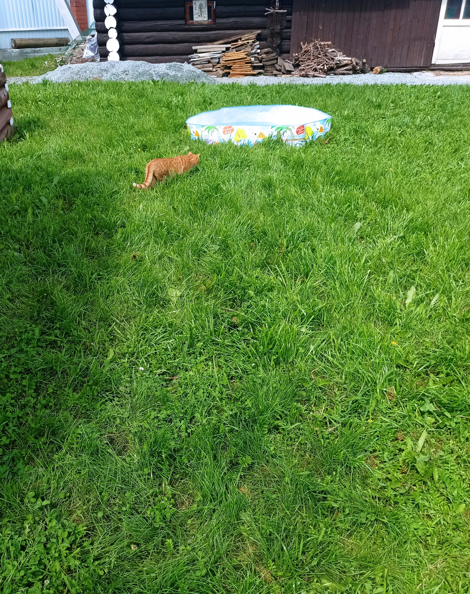 Сеня охотится на стрекоз и бабочек