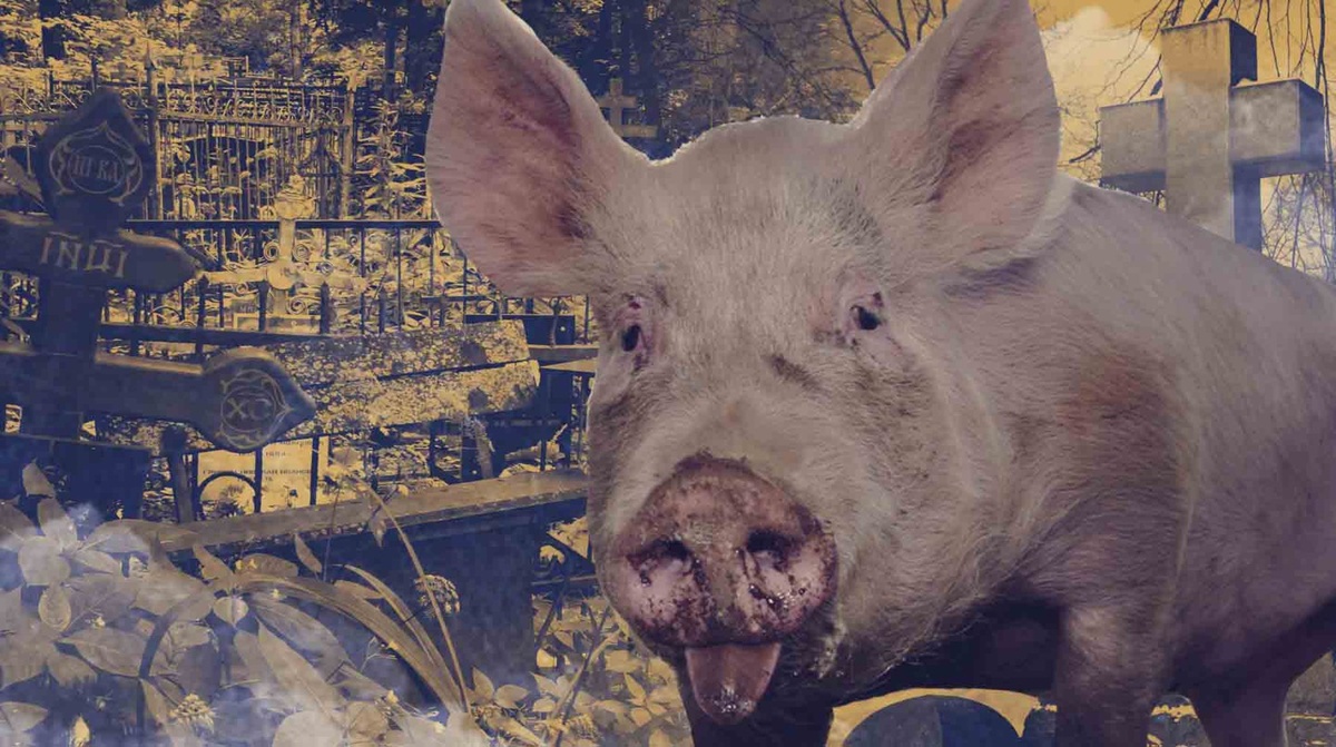    Коллаж: Daily Storm