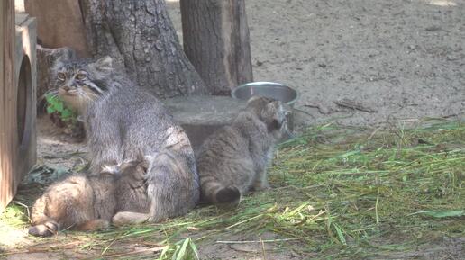 Лоло кормит котят. 06.07.2024