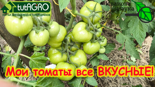 ЛЕЧЕНИЕ БЕЛЫХ ПРОЖИЛОК У ПЛОДОВ ТОМАТА. Все томаты будут очень вкусные! Просто сделайте так, как делаю я.