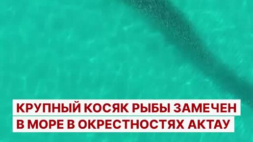 Завораживающие кадры из Каспийского моря: в окрестностях Актау был замечен огромный косяк рыбы.