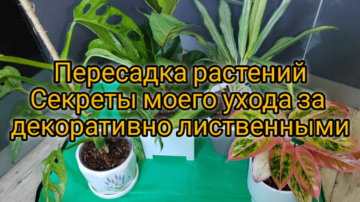 Пересаживаю растения. Делюсь лайфкаком по уходу за декоративно лиственными растениями