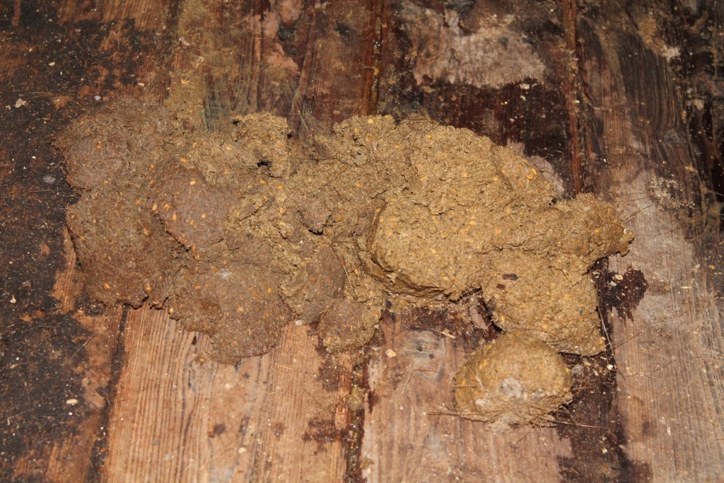  Свежий свиной навоз