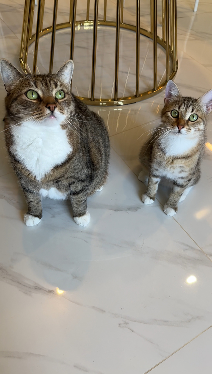 «У миски показалось дно. Так нельзя, Наташ»