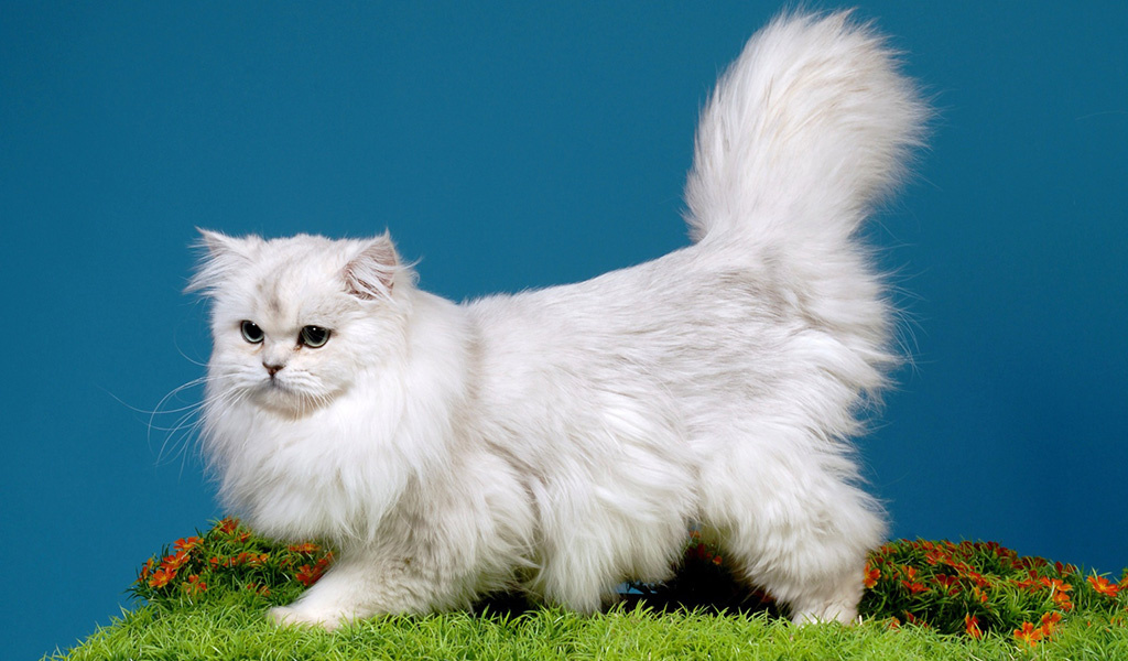 Кошки бывают разные, от длинношерстных (персы), длина шерстинок у которых доходит до 15-20 см, до короткошерстных и, даже, голых (сфинксы).