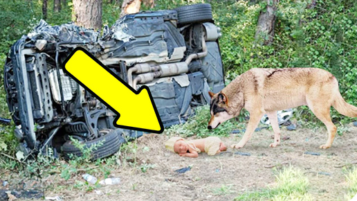 Волк находит новорожденную девочку после автокатастрофы и уносит ее в лес