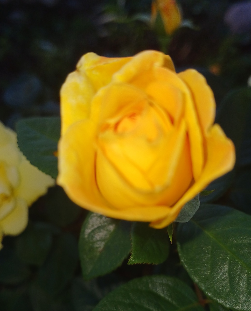 Фотография Т.В.Федотовой. желтая роза