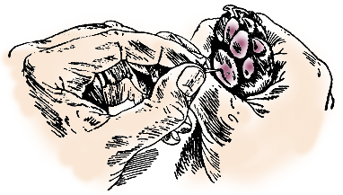 Разделенные  края кожи на них не соединяются, поэтому их нужно сшивать. Такие  повреждения могут быть результатом дорожных происшествий или драк с  другими собаками. В случае, когда вашу собаку укусила другая, то нужно  найти ее хозяина и узнать, здорова ли она (при подозрение на бешенство).