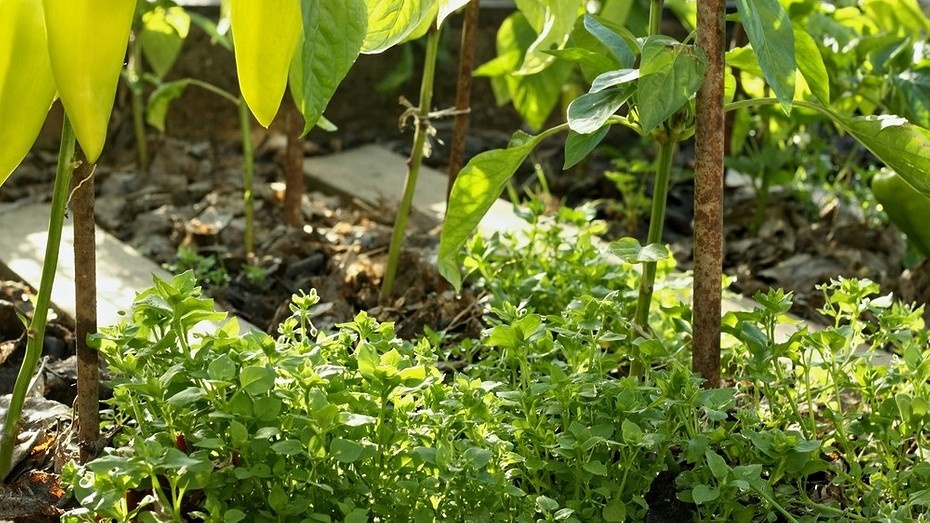 Как избавиться от мокрицы в огороде: самые эффективные методы борьбы с сорняком