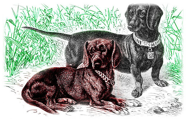 Такса -  по-немецки  Dachshund – это  охотничья собака, которая отличается своими длинным туловищем и короткими лапами.