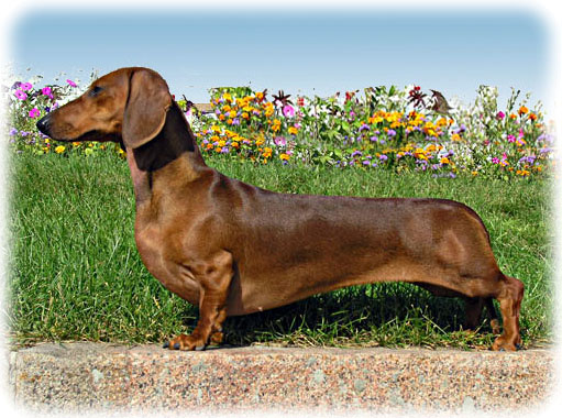 В  те времена эту собак этой породу величали как «ползущую за барсуком»  или «барсучим  воином» (Tachs Kriecher и Tachs Krieger). Упоминание о  них встречаются в написанных до 1700 года книгах.