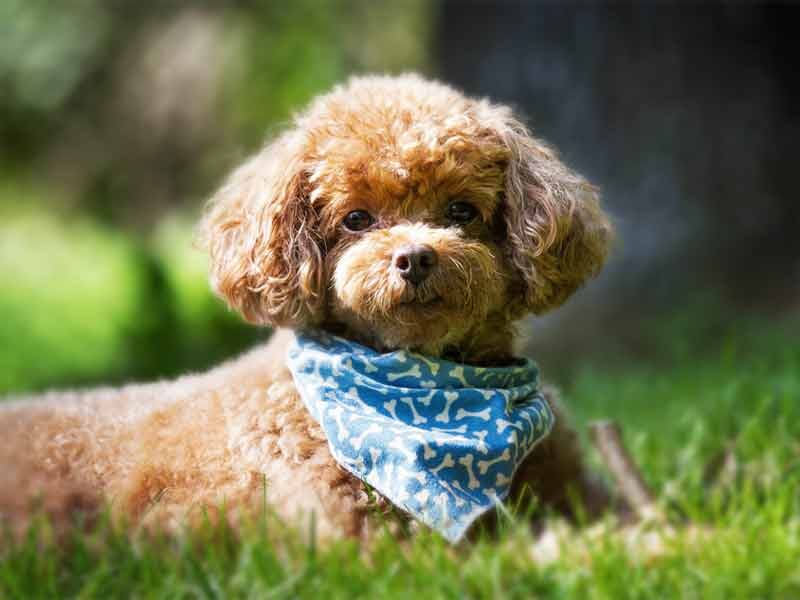 Уход за пуделем.