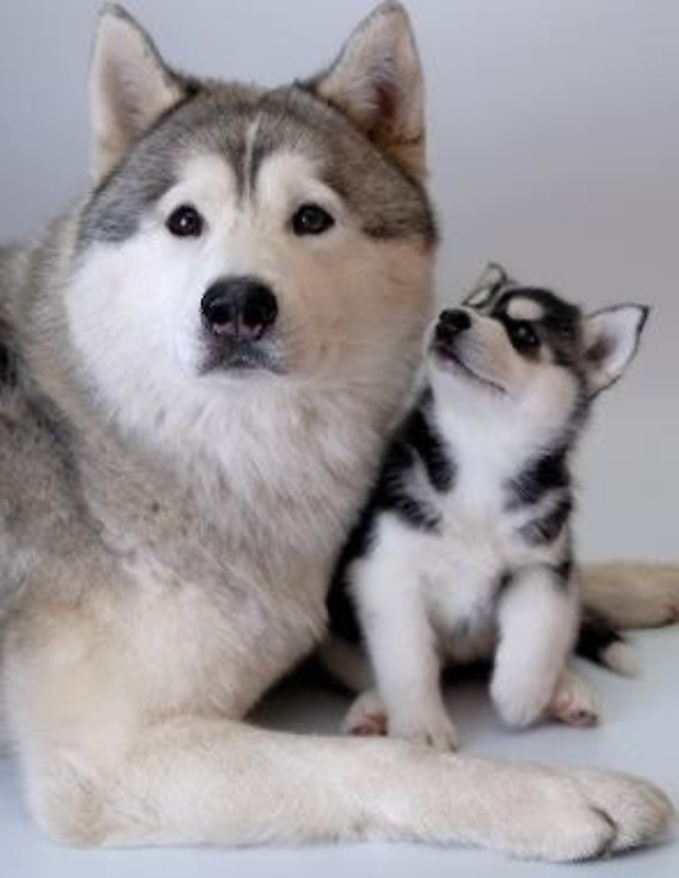 Семья  волчьих выделилась в отдельную группу 54-38 миллионов лет назад в  Еоценськом периоде. Много миллионов лет между собакой и человеком  появились дружеские отношения.