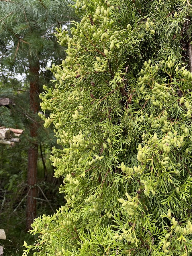 Thuja occidentalis Smaragd
