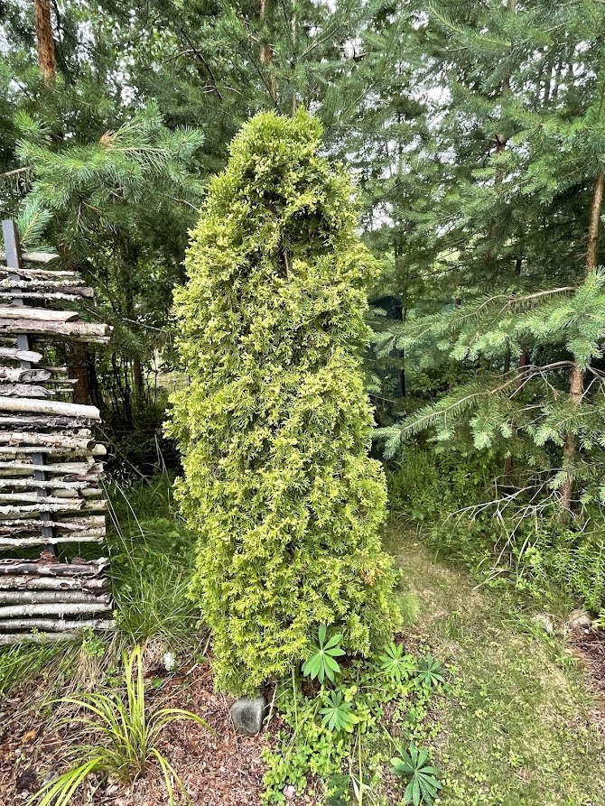 Thuja occidentalis Smaragd
