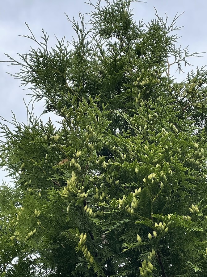 Thuja occidentalis Brabant 