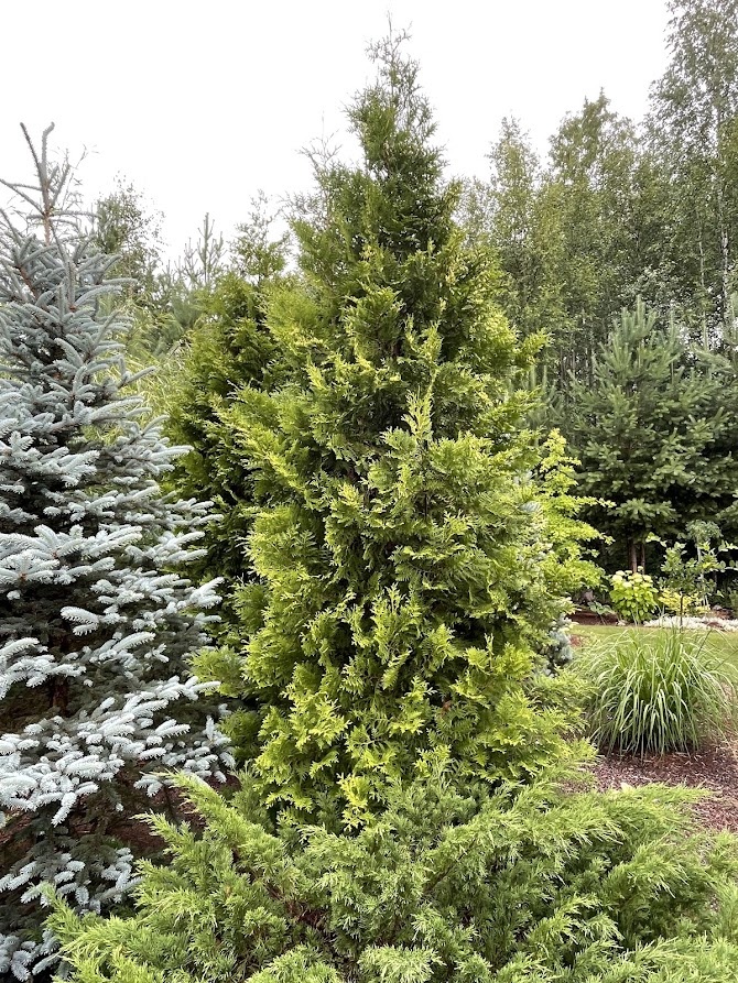 Thuja occidentalis Brabant 