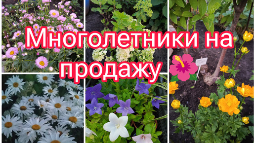 КРАСИВЫЕ МНОГОЛЕТНИЕ РАСТЕНИЯ И ДЕКОРАТИВНЫЕ КУСТАРНИКИ НА ПРОДАЖУ 🤗🌺