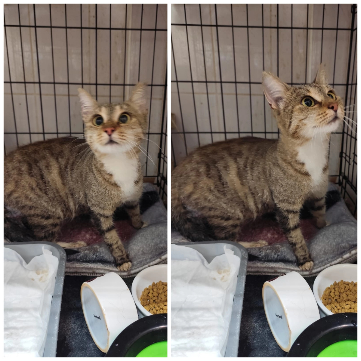 Обри нашли на улице.