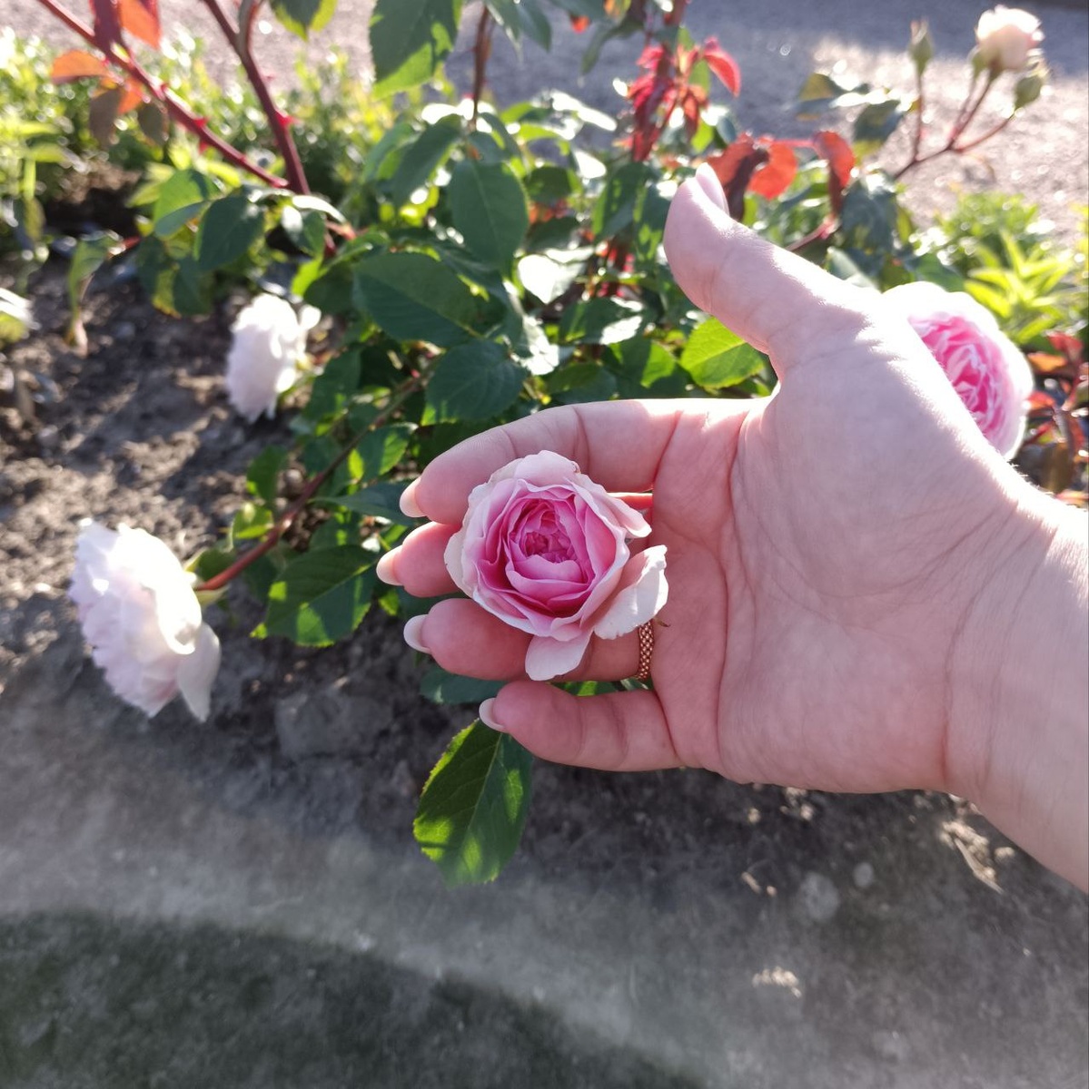 Петродворец